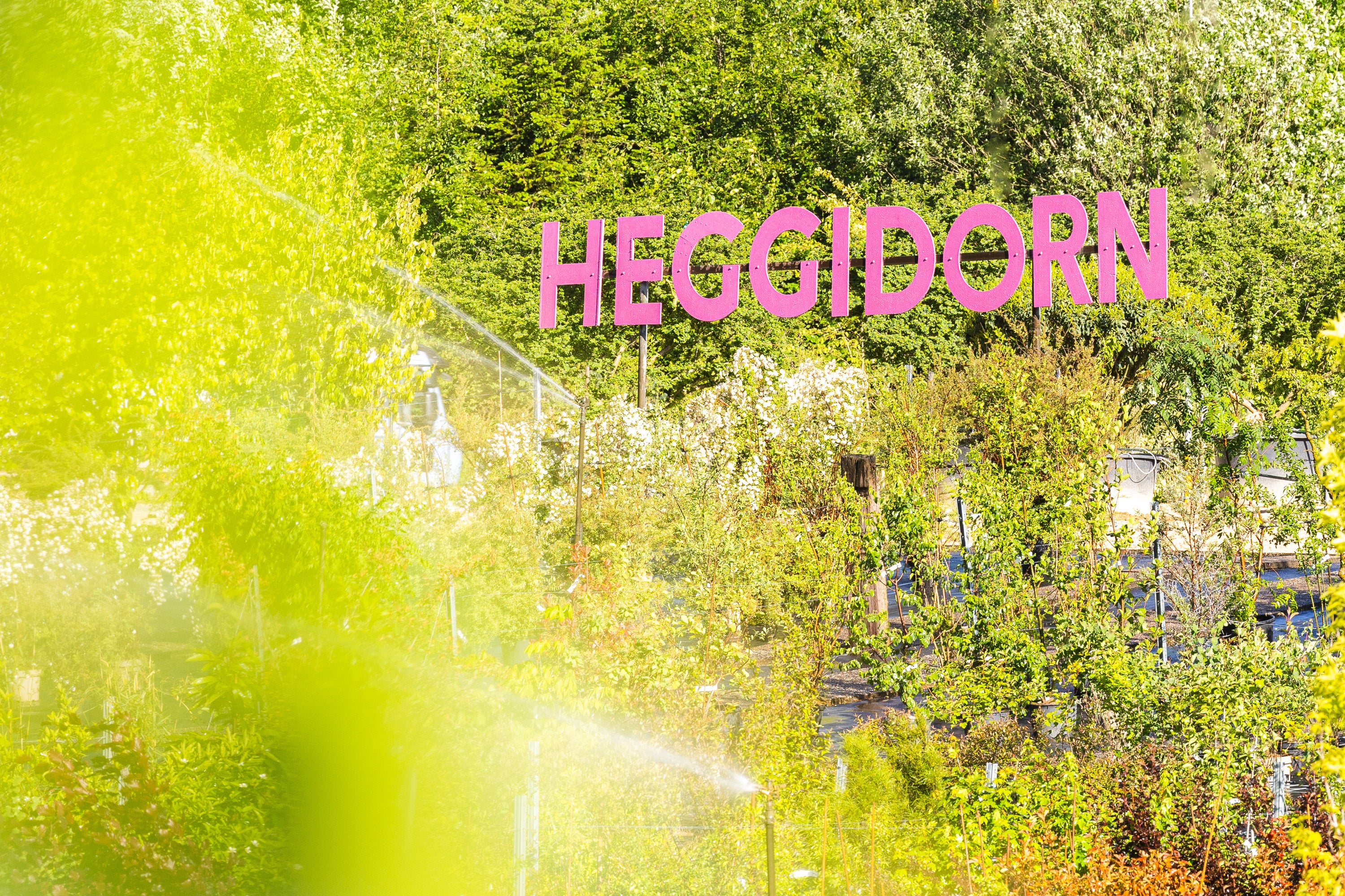 Heggidorn_13.jpg