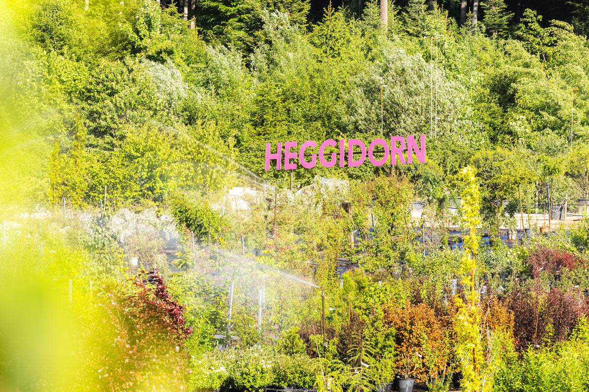 Heggidorn_14.jpg