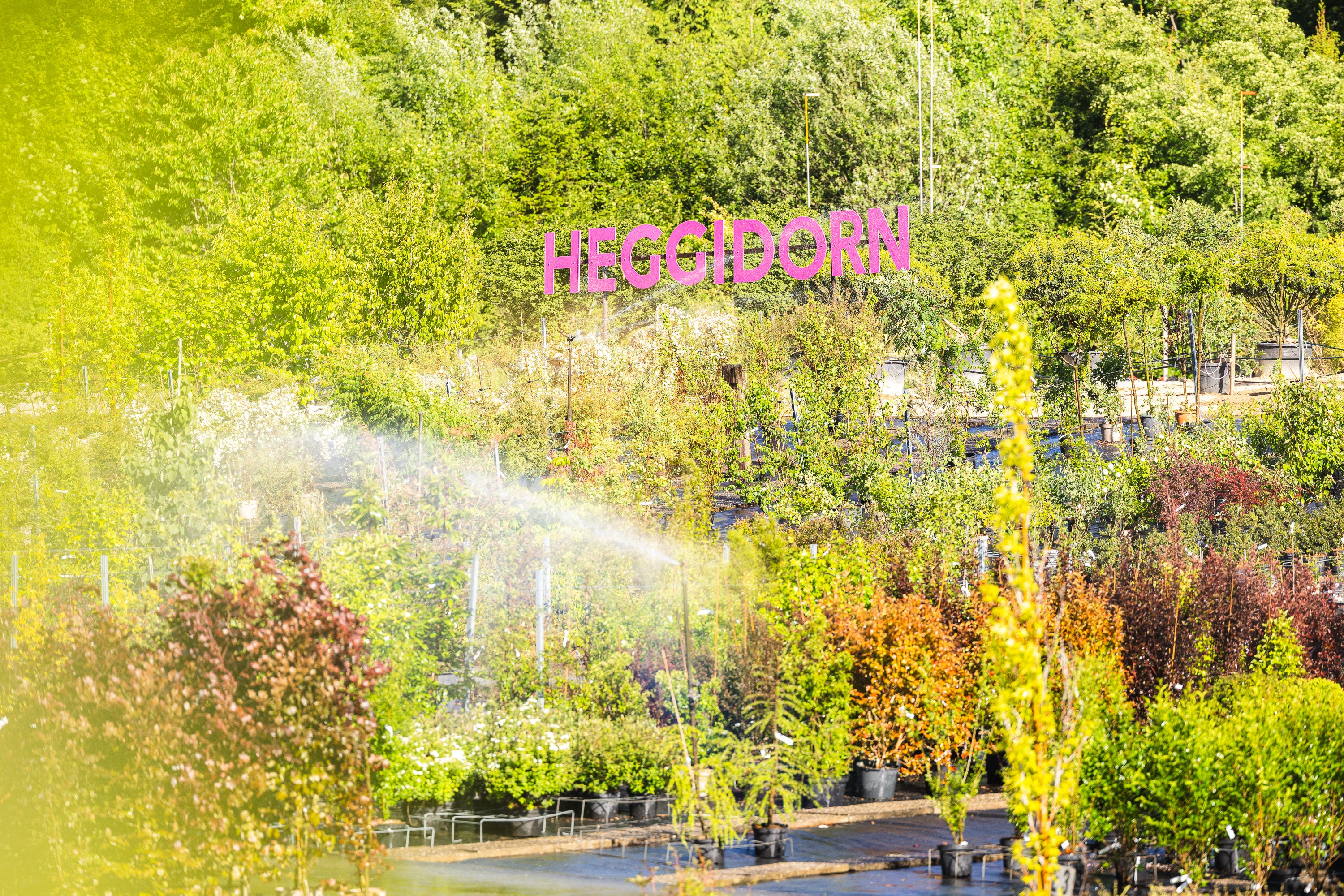Heggidorn_17.jpg