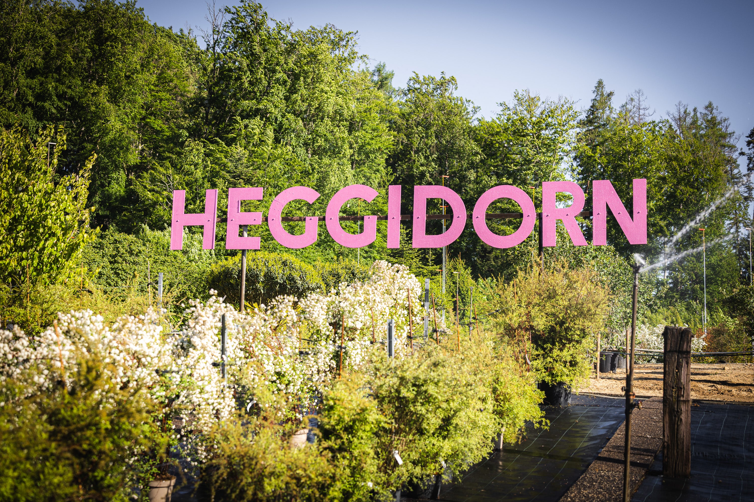 Heggidorn_19.jpg