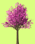 Apfelbaum